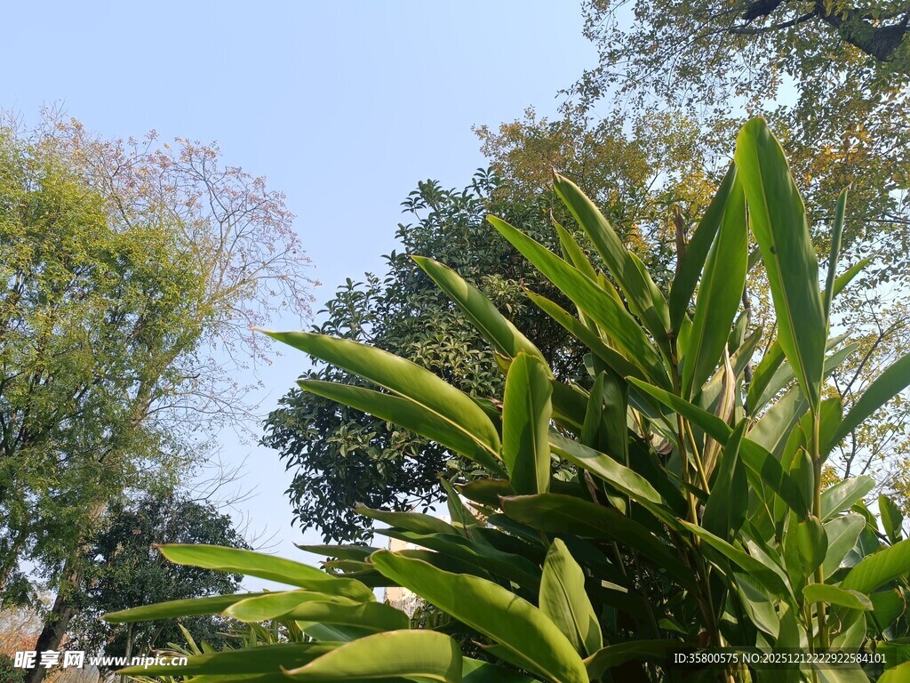 翠绿植物与蓝天相映成趣