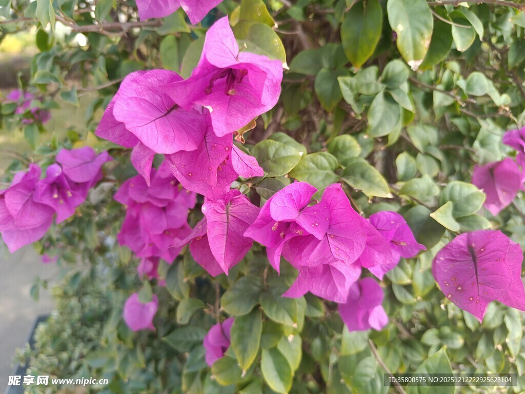 艳丽三角梅绽放