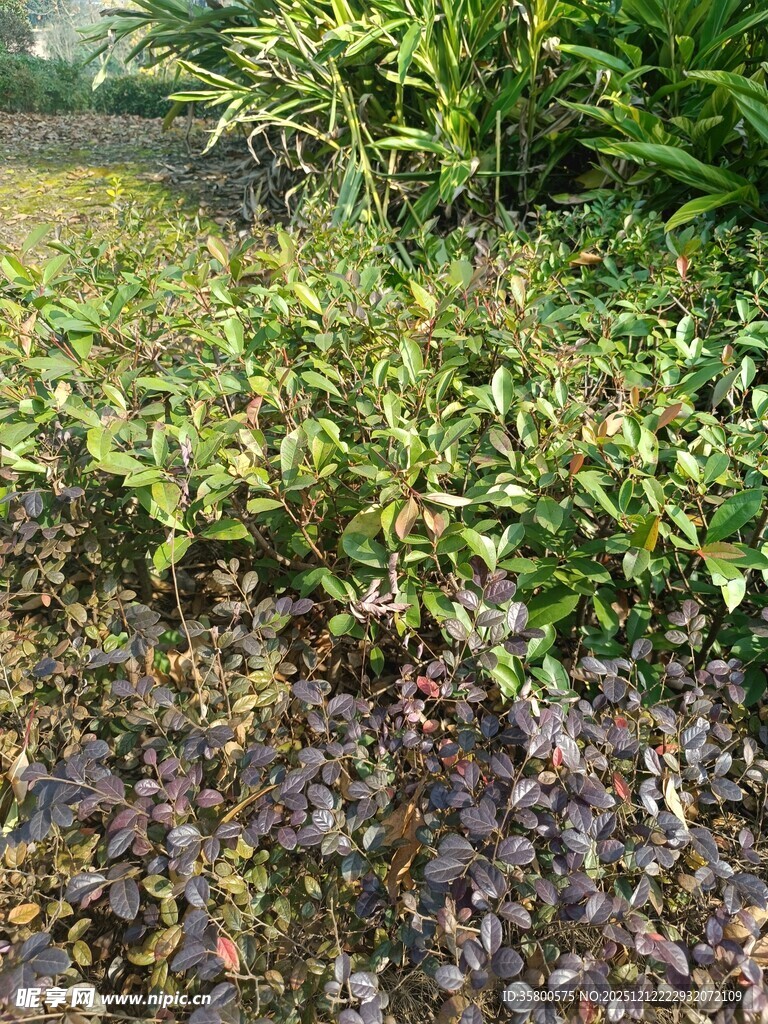 湿地水生植物景观