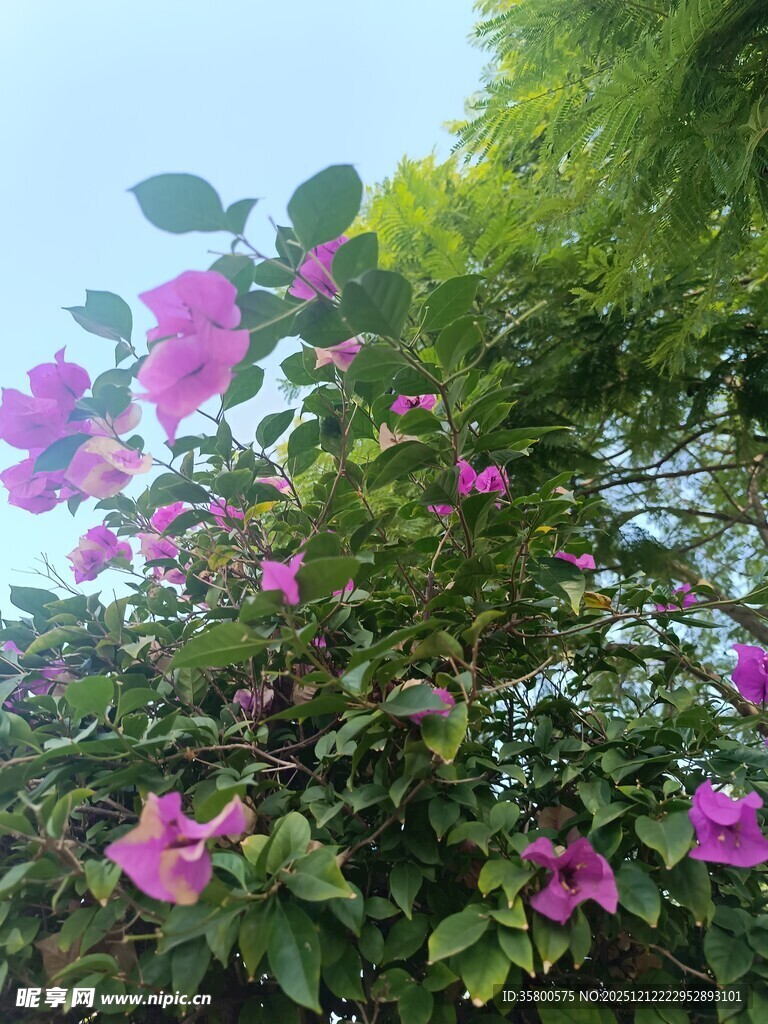 绽放的紫花与绿叶