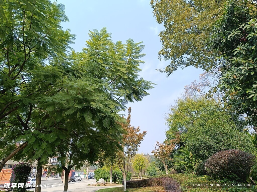 城市中的绿意景观