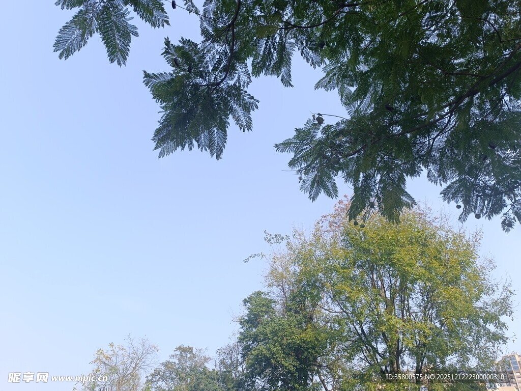 仰视绿树蓝天美景