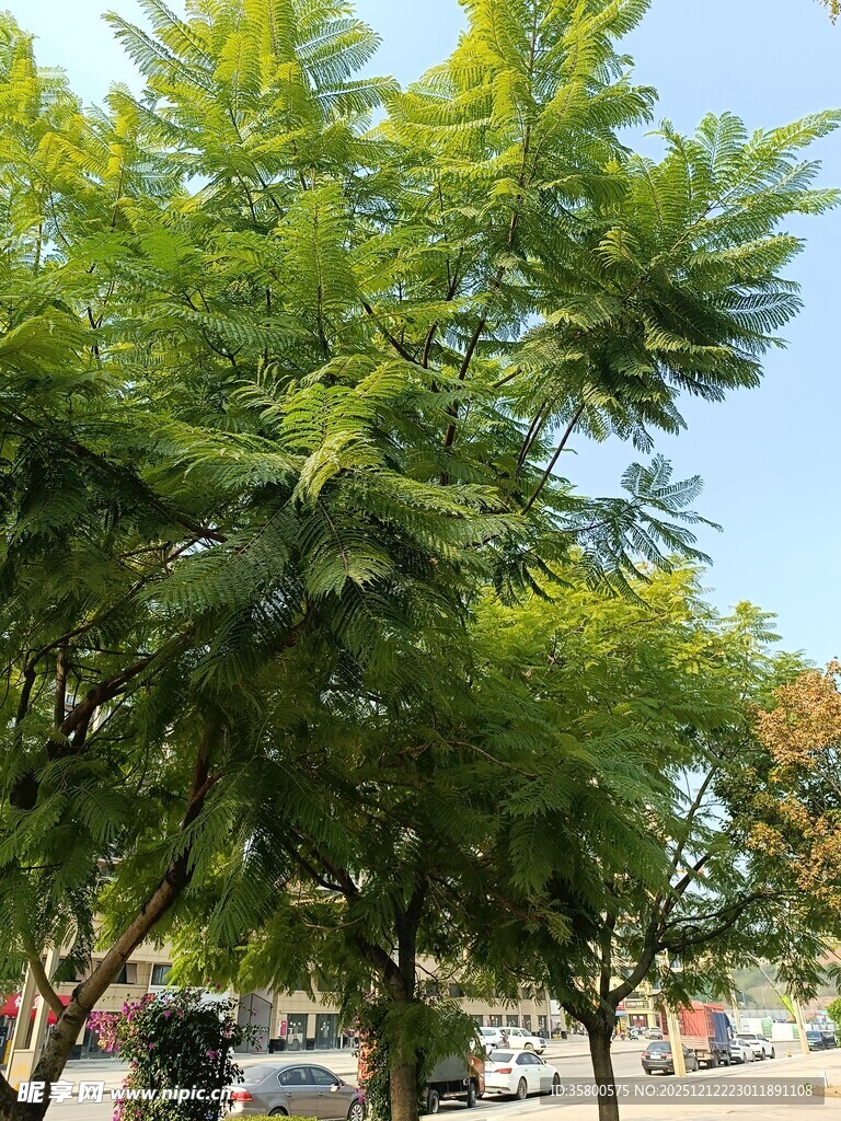 绿叶繁茂的树木景观