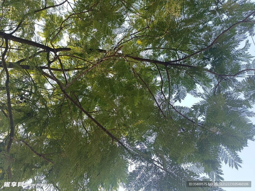 枝叶繁茂的树梢