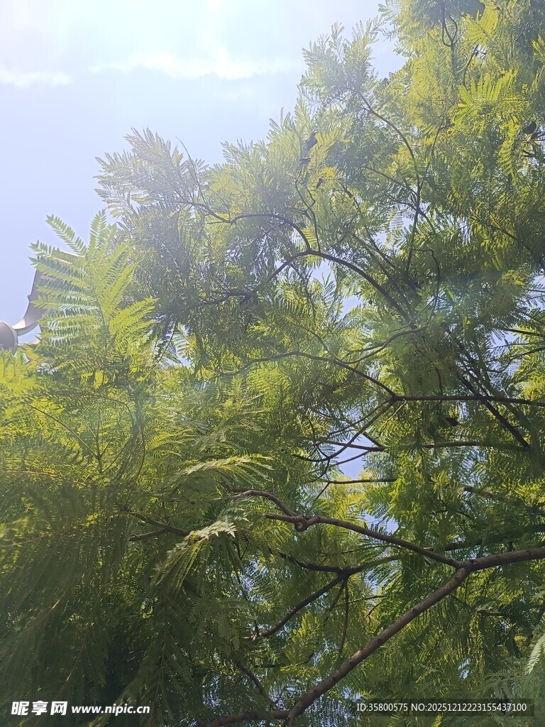 阳光下的葱郁树木