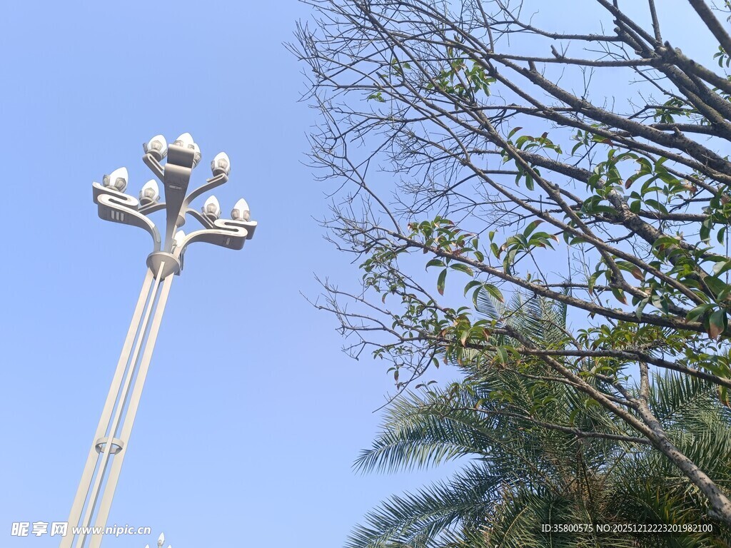 路灯与树枝映衬蓝天