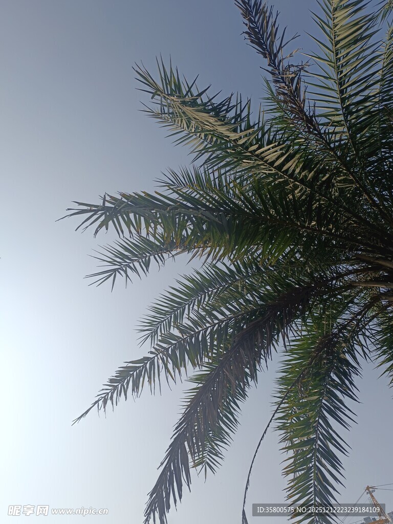 仰视下的棕榈树树冠