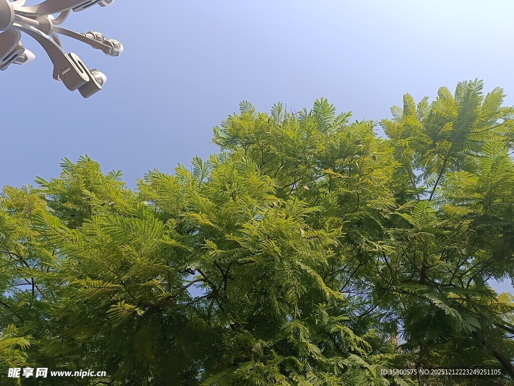 蓝天绿树间的清新景致