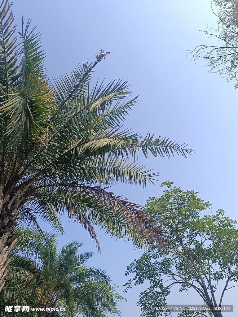 蓝天映衬下的棕榈树风景