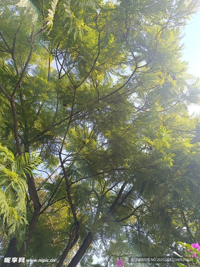 阳光下的葱郁树木