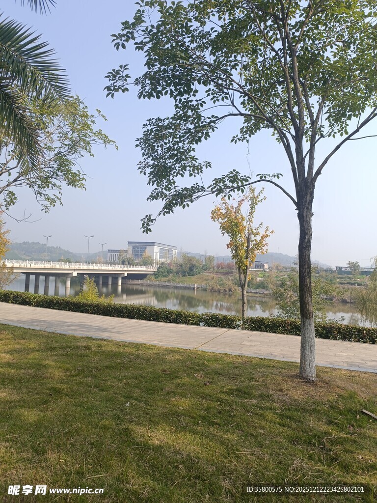 公园绿树草地风景一角