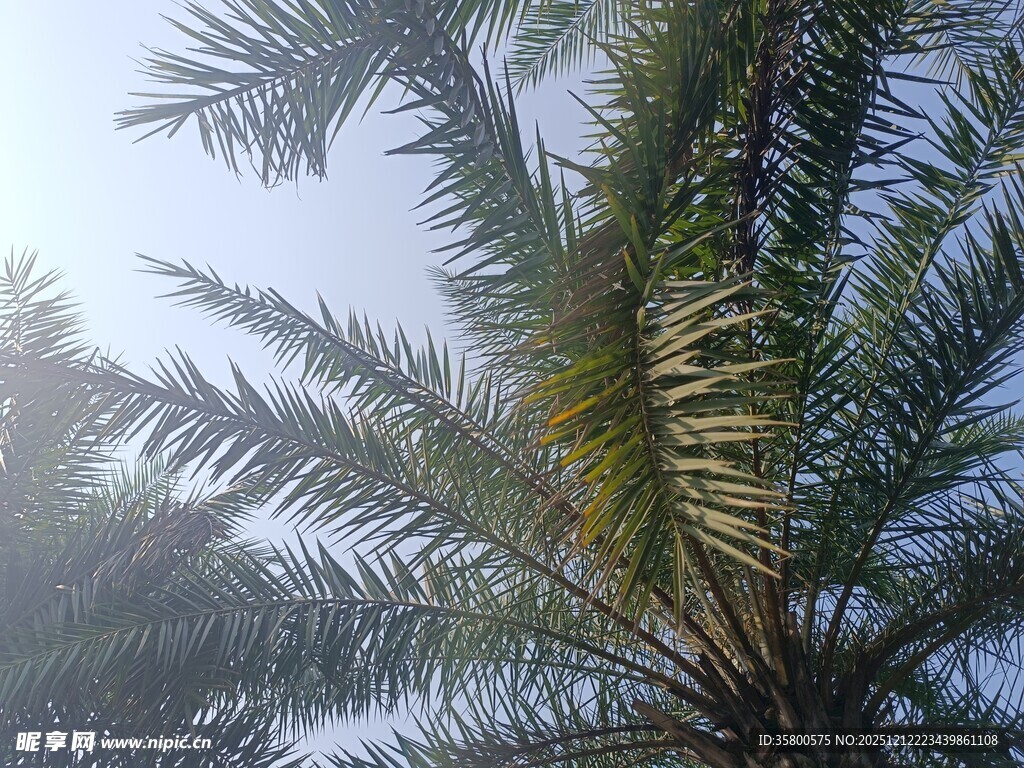 阳光下的棕榈树