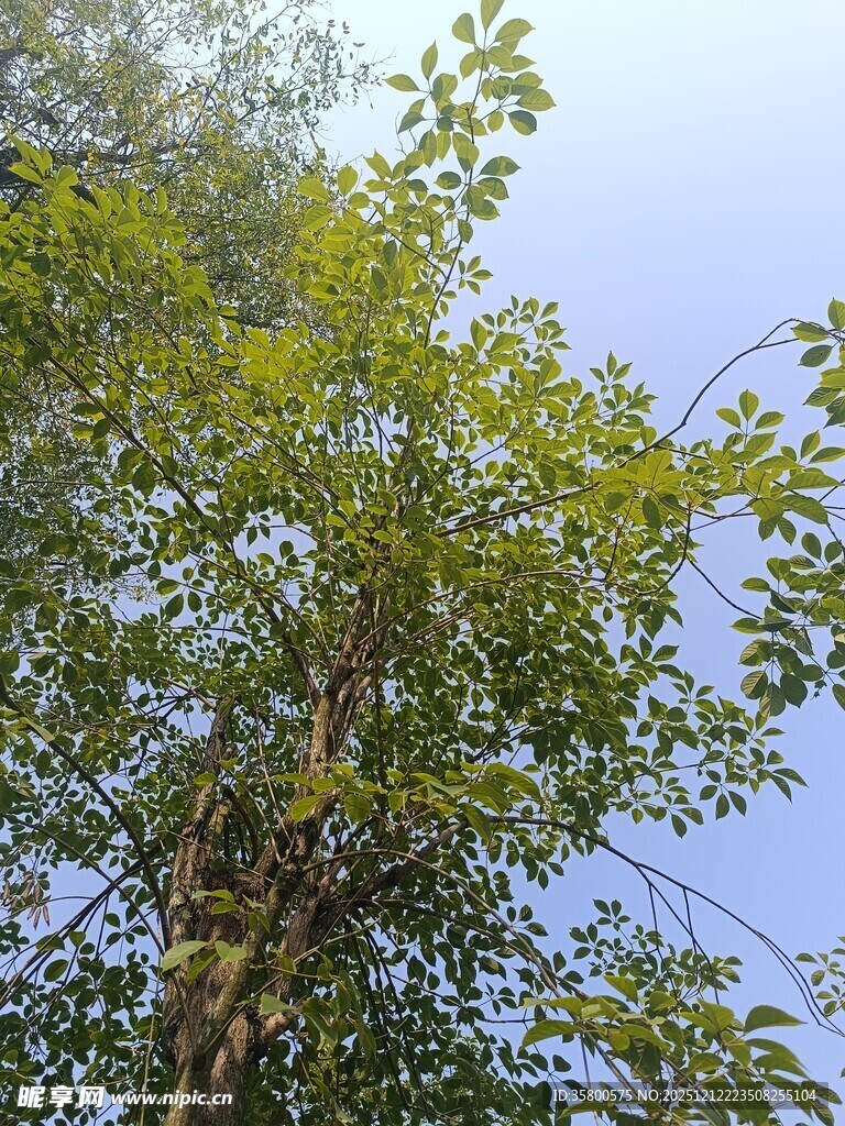 蓝天映衬下的繁茂绿树