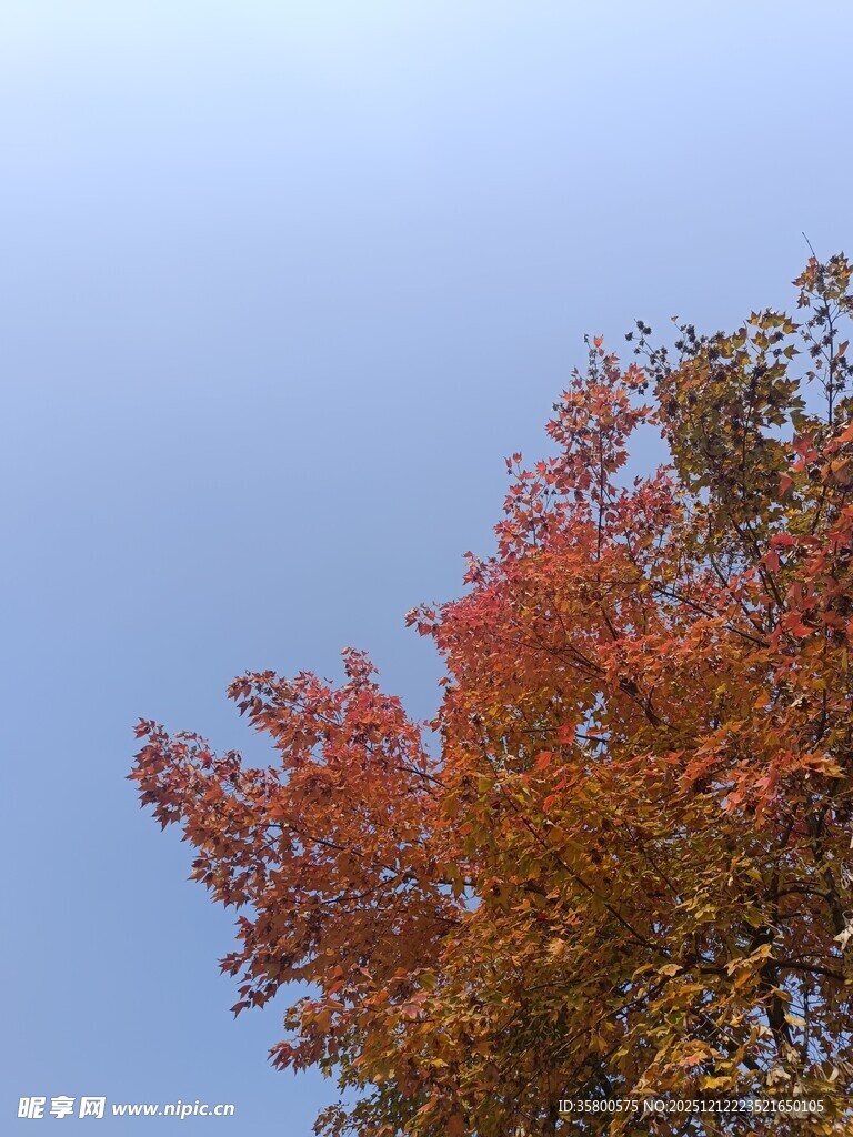 秋日树梢的斑斓色彩