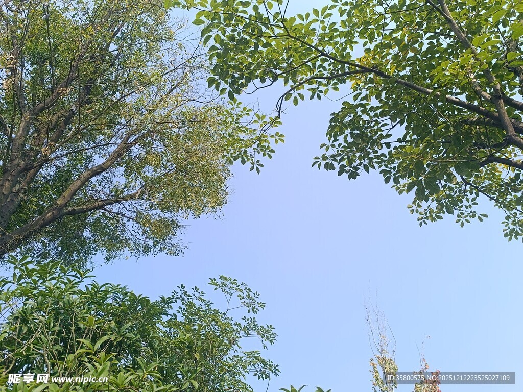 仰望蓝天绿树