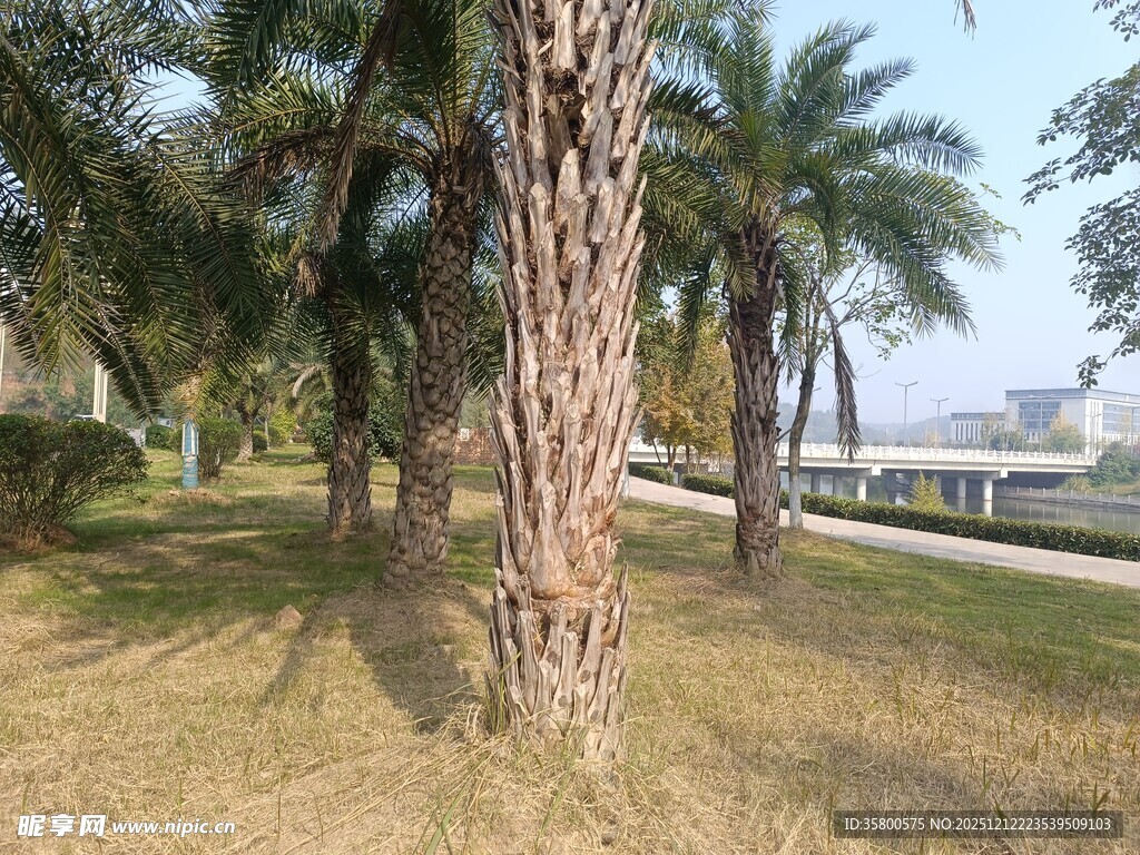 公园中的棕榈树景观