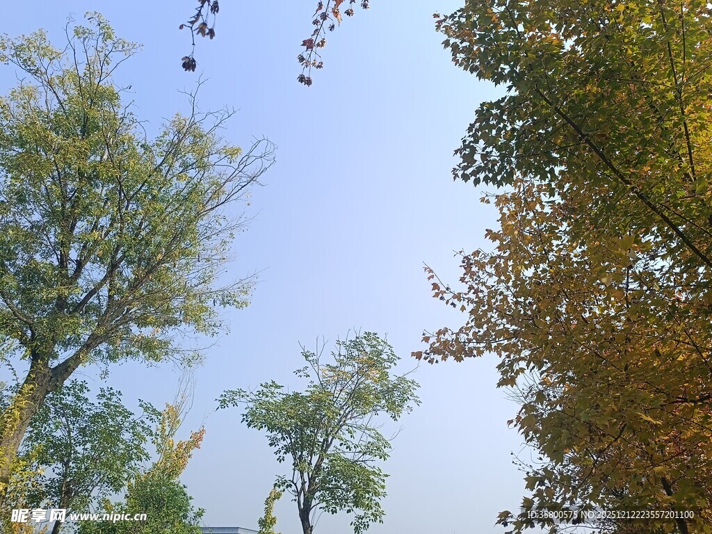 秋日树梢与蓝天美景