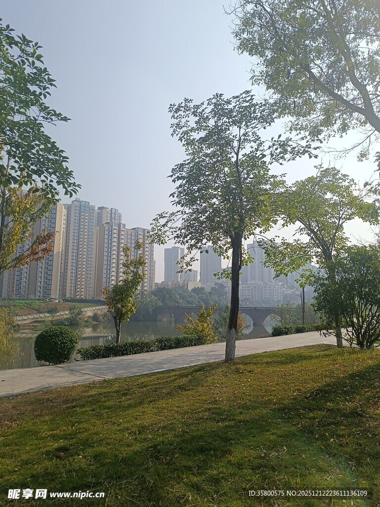 城市公园绿树与高楼景观