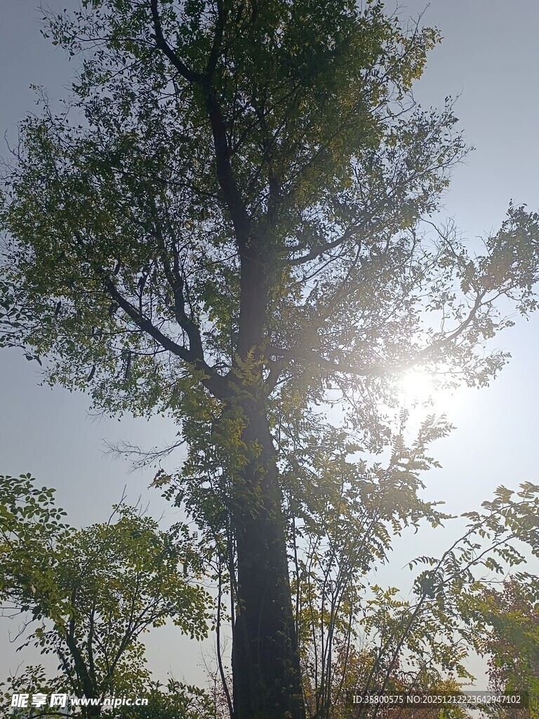 阳光下的挺拔树木