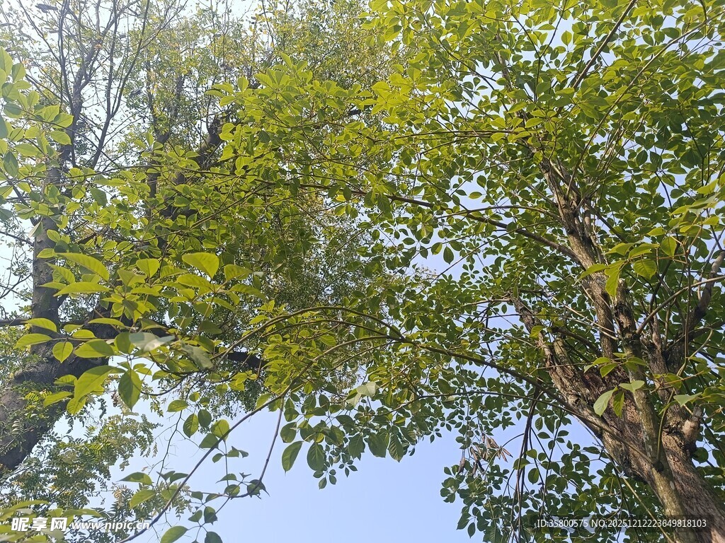 仰视茂密绿树树冠