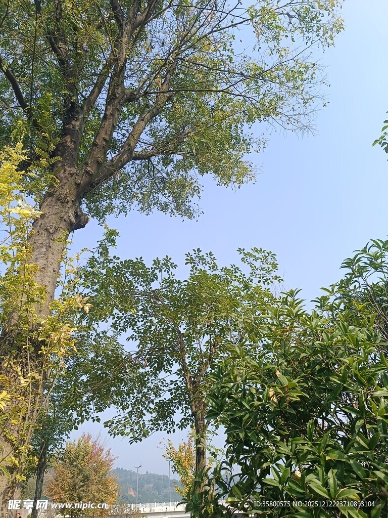 蓝天绿树自然风景图