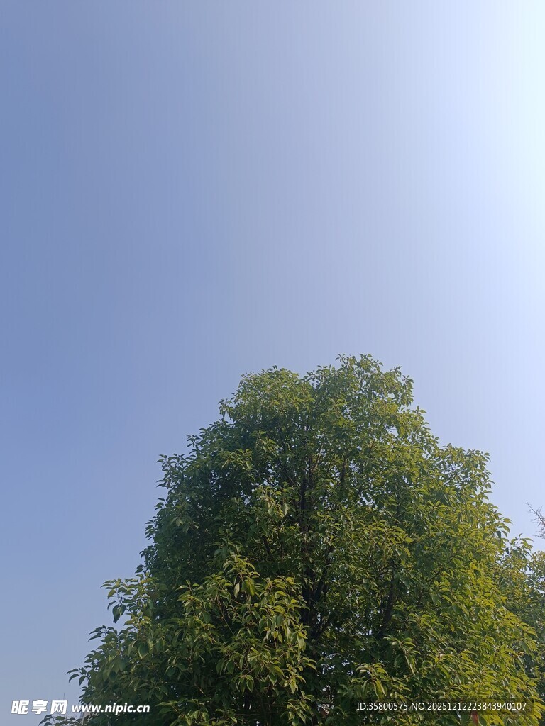 蓝天绿树风景图