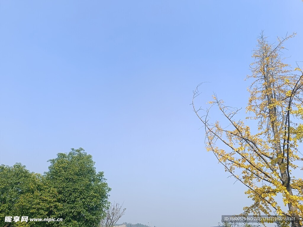 蓝天绿树黄叶秋日景象