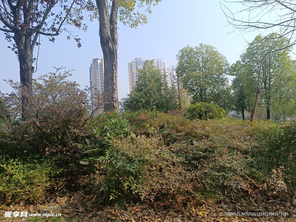 郊外树林中的繁茂植被