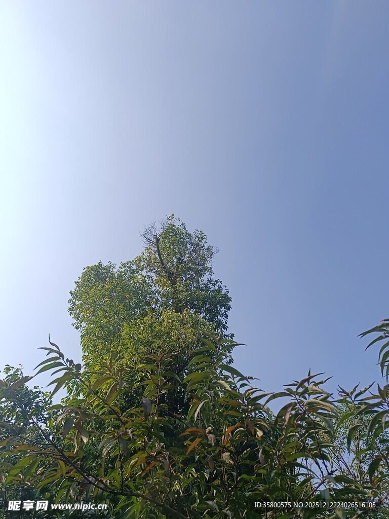 蓝天绿树间的清新景致