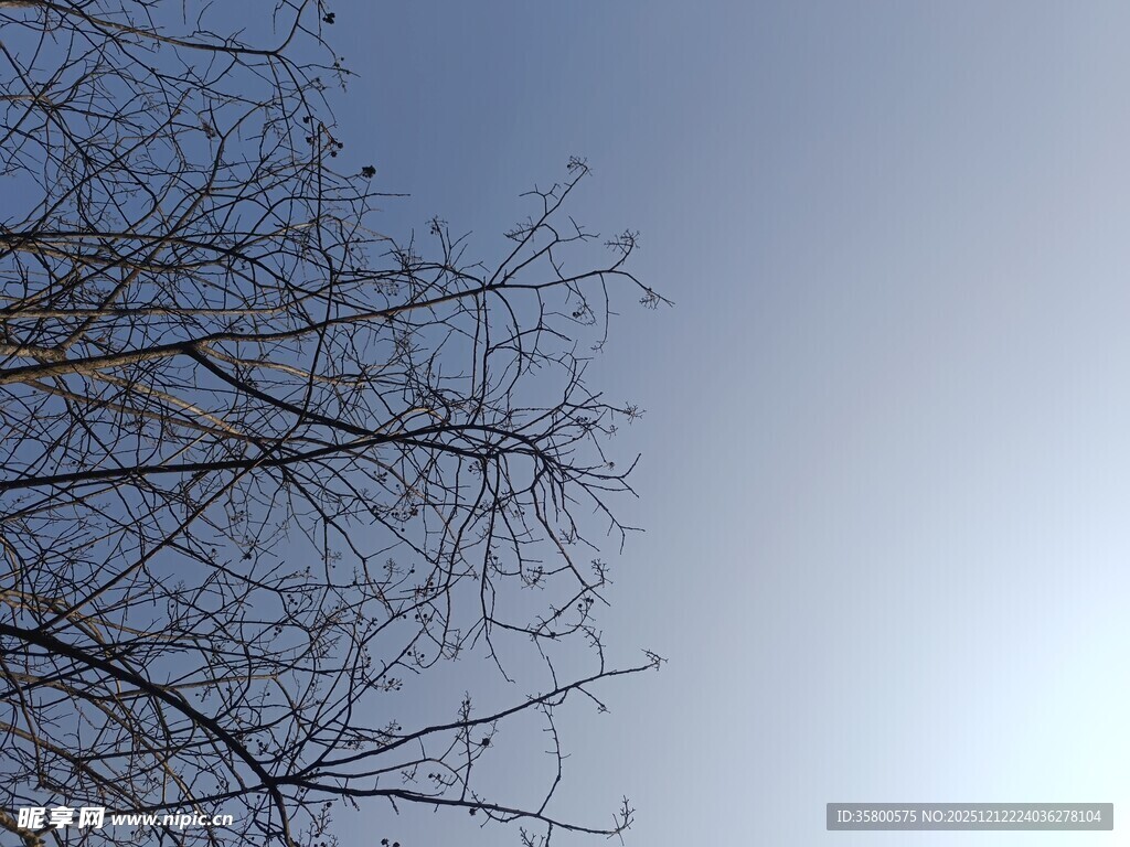 冬日光秃树枝与晴朗天空