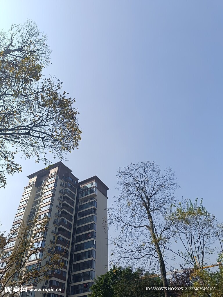 高楼旁的树木与晴朗天空