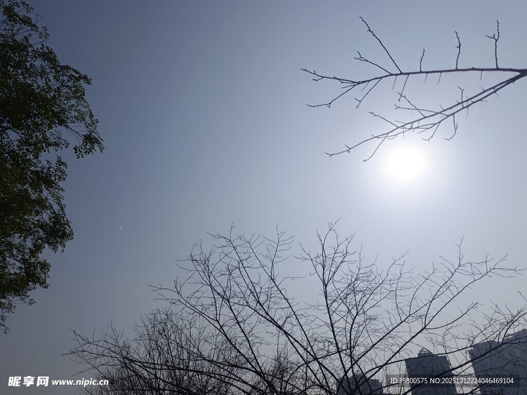 冬日暖阳下的光秃树枝