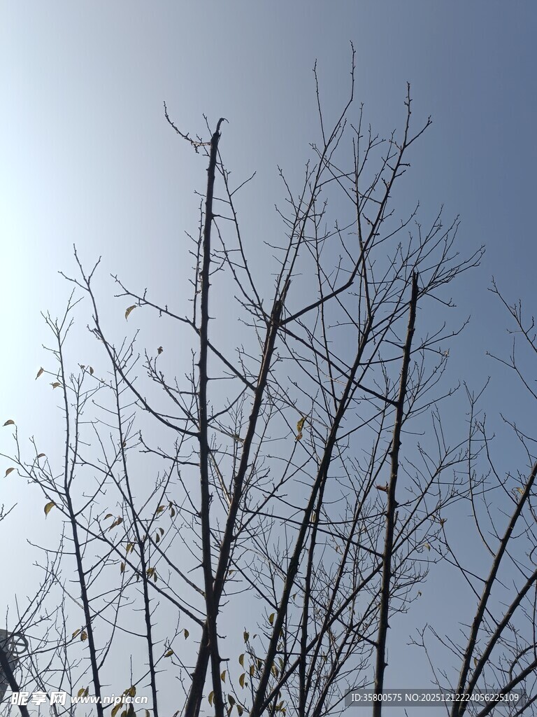 冬日枯树枝干映蓝天