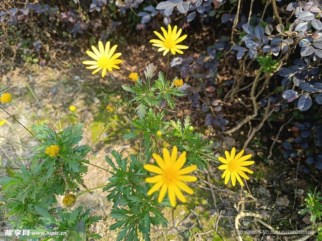 野外绽放的黄色小花