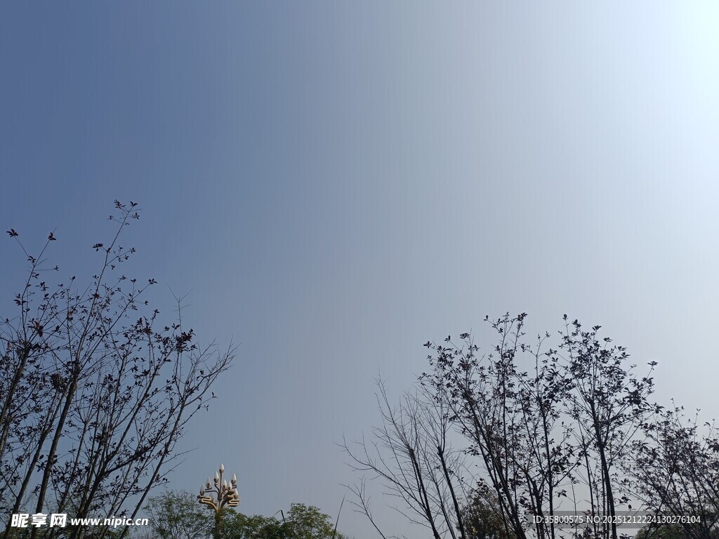 蓝天之下的稀疏树木