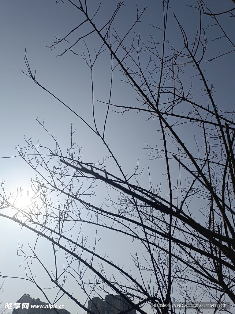 冬日树枝映于晴朗天空