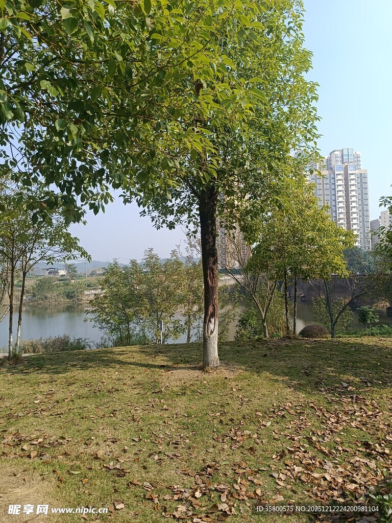 湖畔绿树草地秋日景致