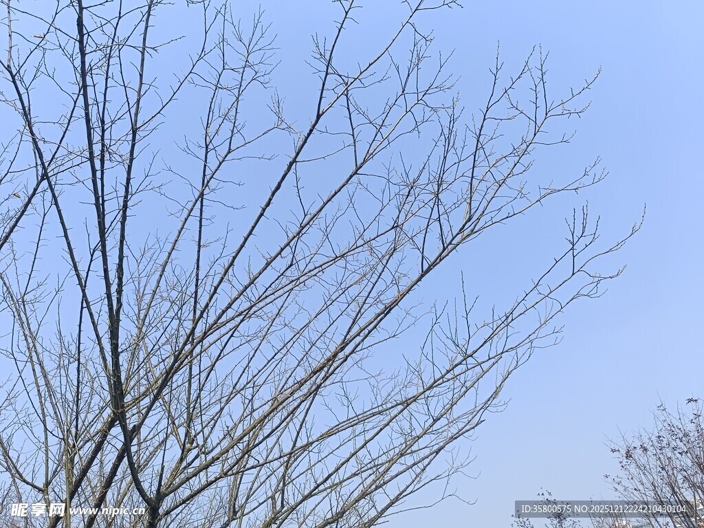 冬日光秃树枝与蓝天