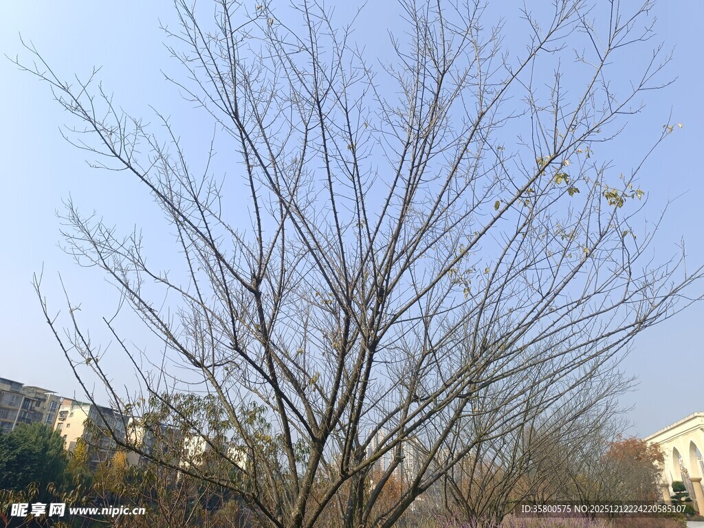 冬日光秃树木景观