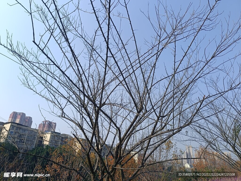 冬日光秃树枝与远处建筑