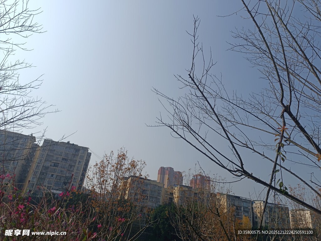 城市冬日景象中的楼与树