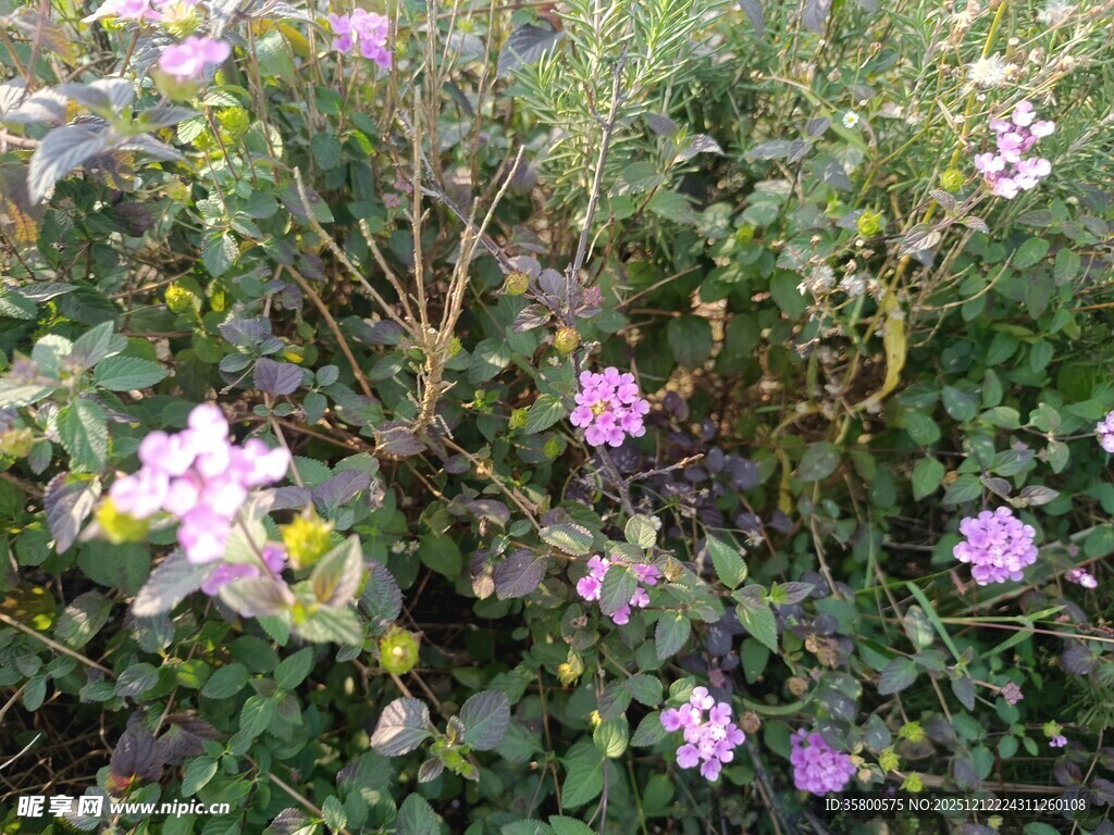 绽放的紫色花丛