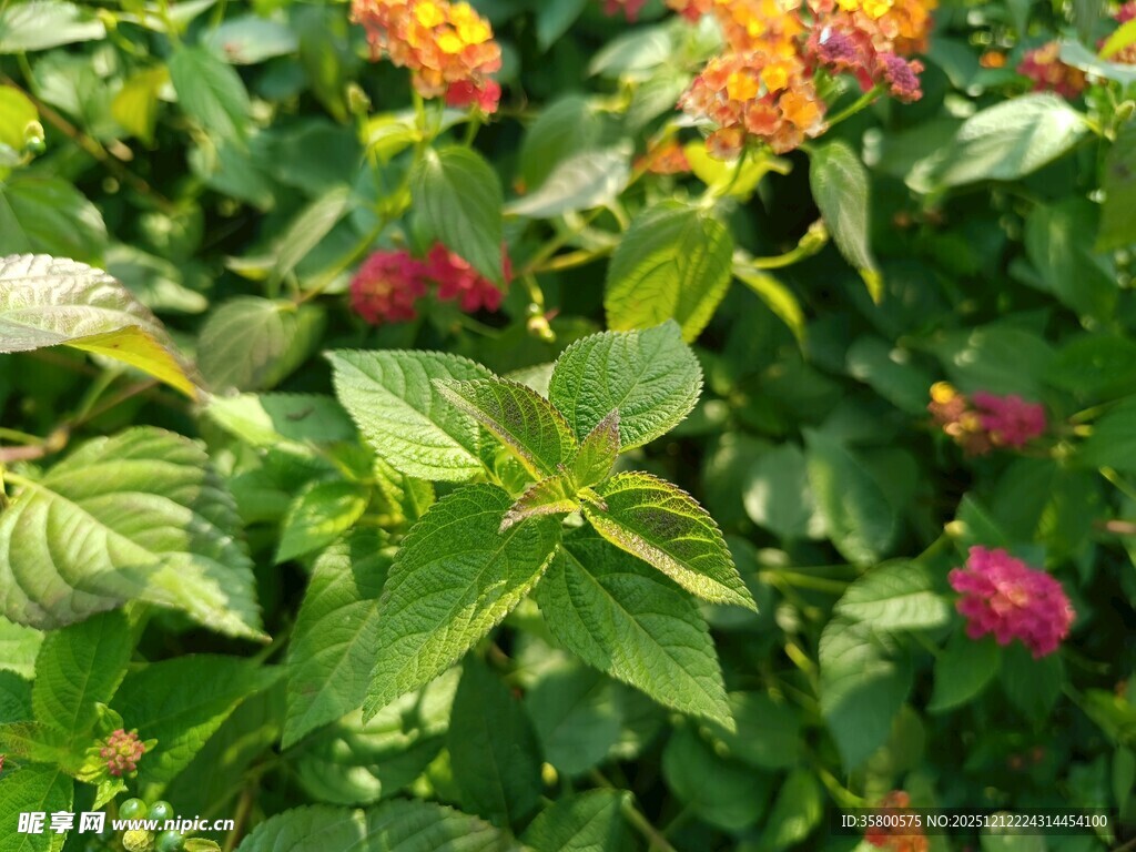 多彩花卉绽放绿意间
