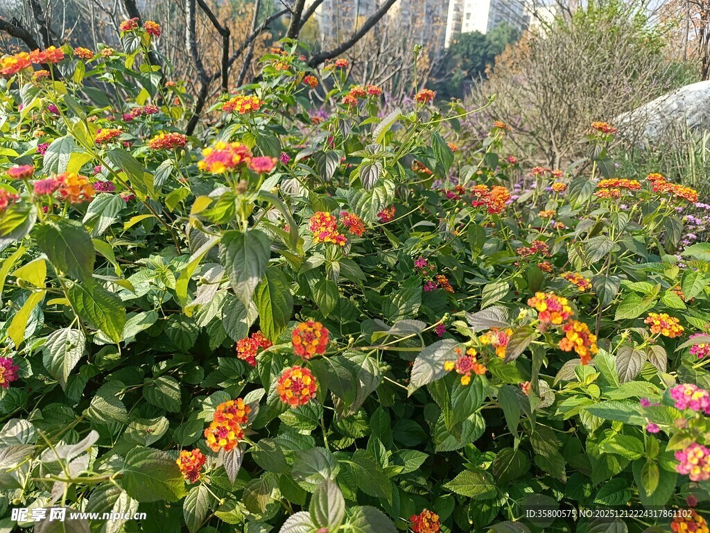 鲜艳花丛中的橙色花朵