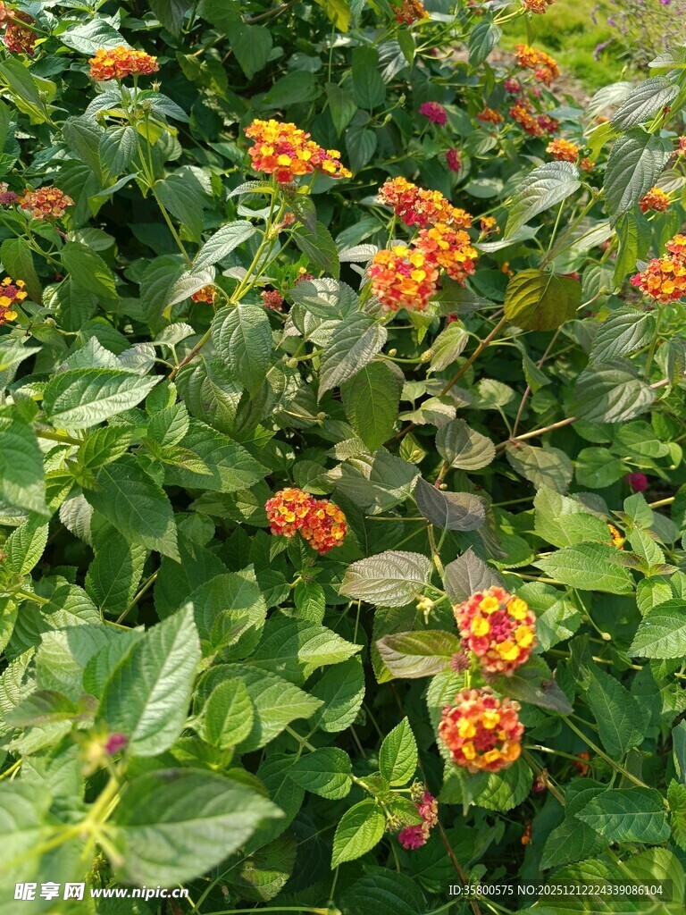 鲜艳橙花绽放绿叶间