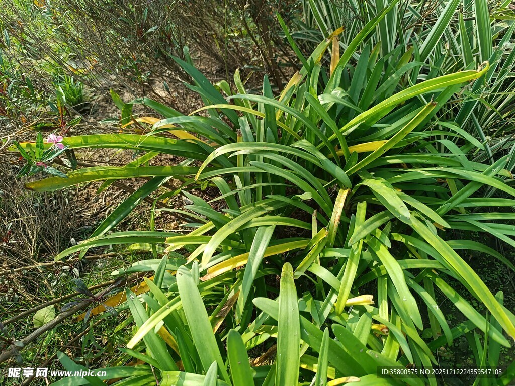 野外茂盛的绿色龙舌兰植物