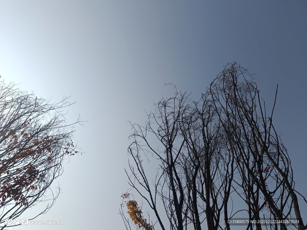 冬日枯树与清朗天空