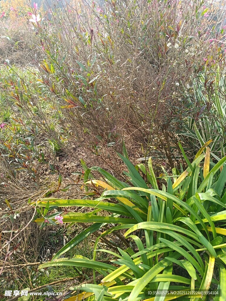 野外绿植丛生景象