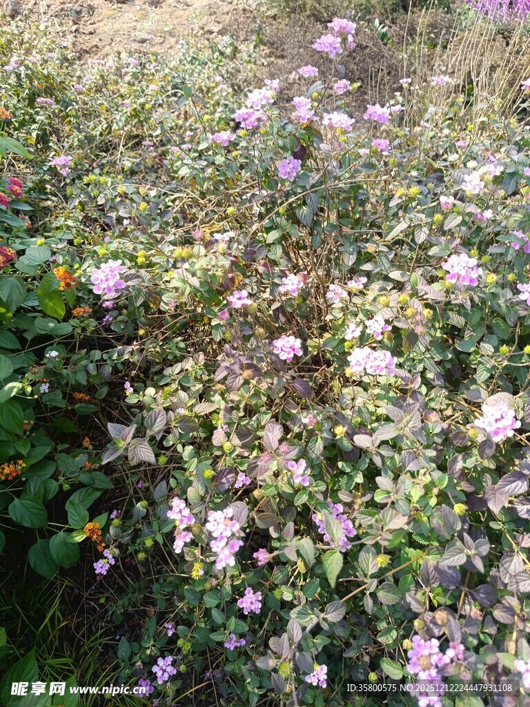 繁花盛开的美丽植物景观