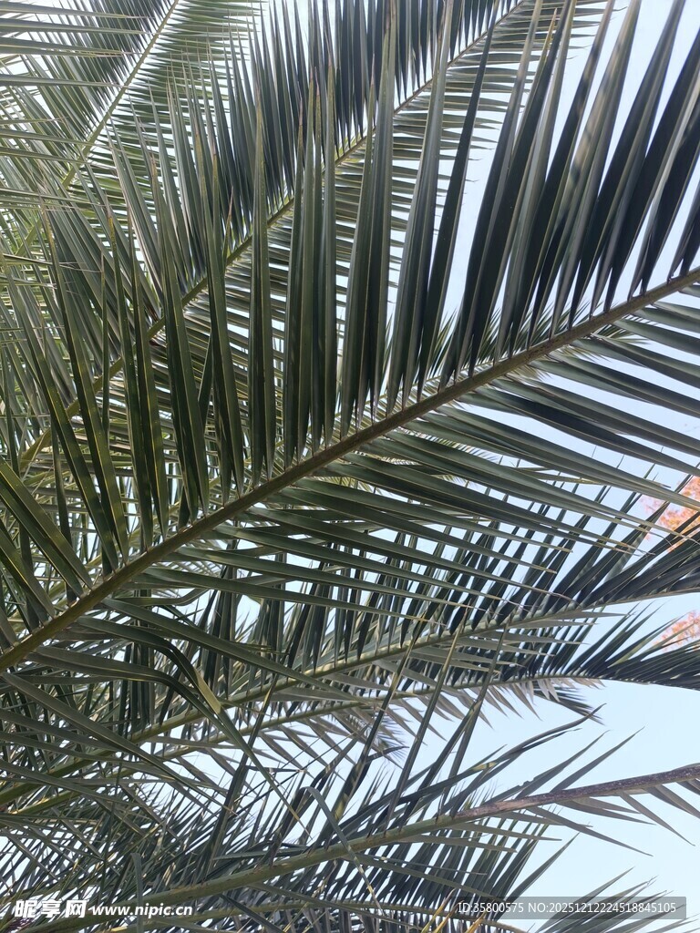 棕榈树叶特写